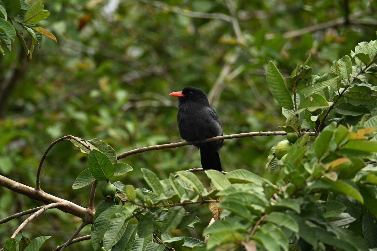 Black-fronted Nunbird - ML644436670