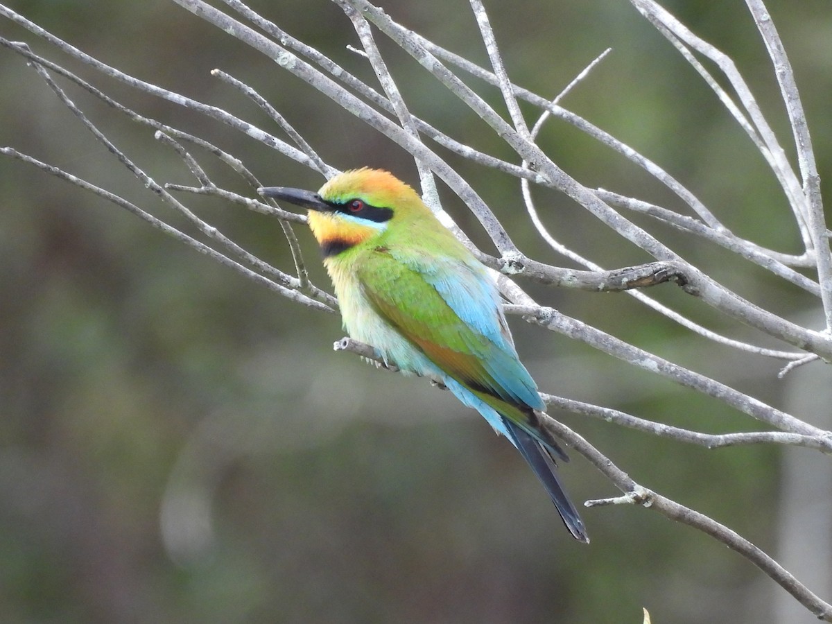 Радужная щурка - ML644436679