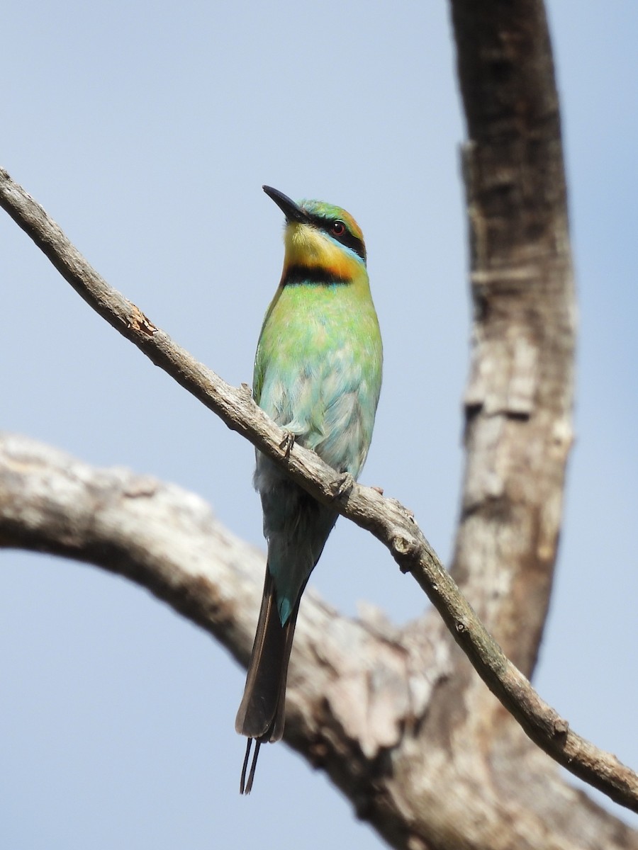 Радужная щурка - ML644436680