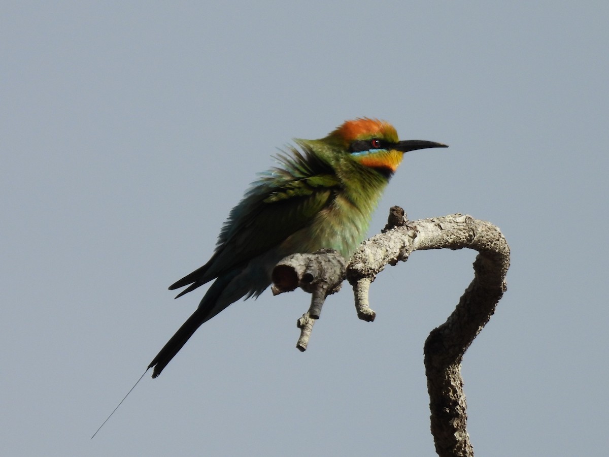 Радужная щурка - ML644436681