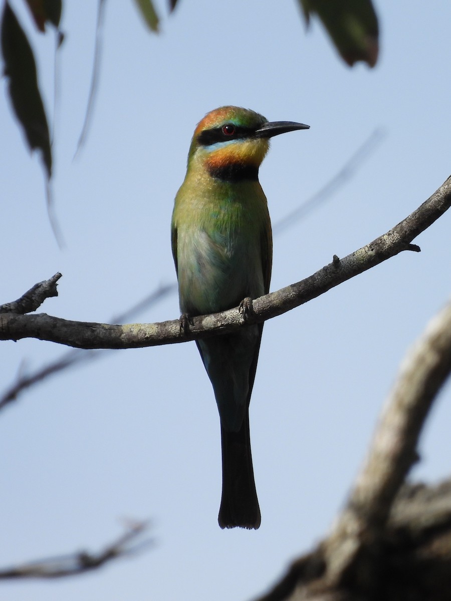 Радужная щурка - ML644436682