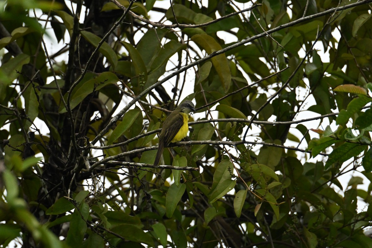 Gray-capped Flycatcher - ML644436683