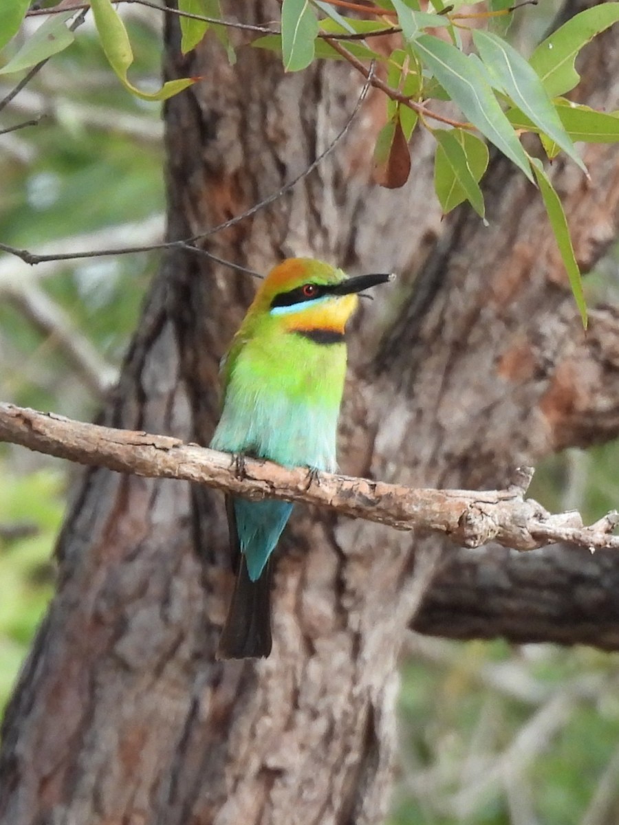 Радужная щурка - ML644436684