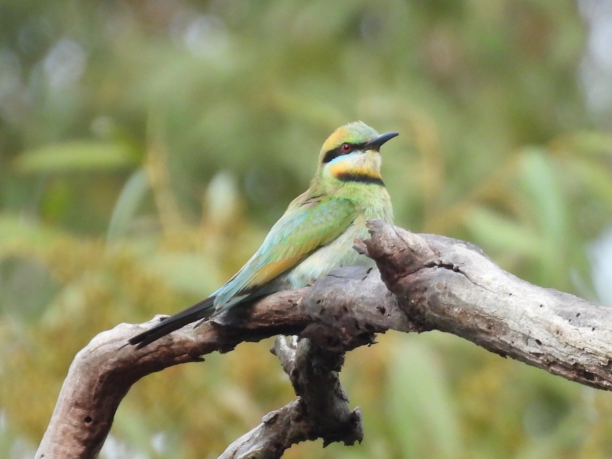 Радужная щурка - ML644436685