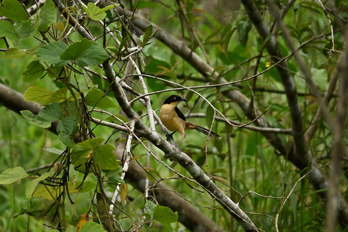 Black-capped Donacobius - ML644436697