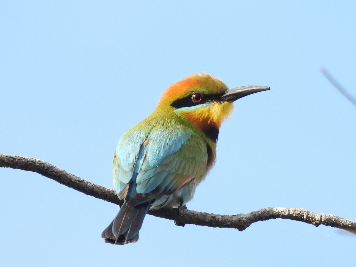 Радужная щурка - ML644436698