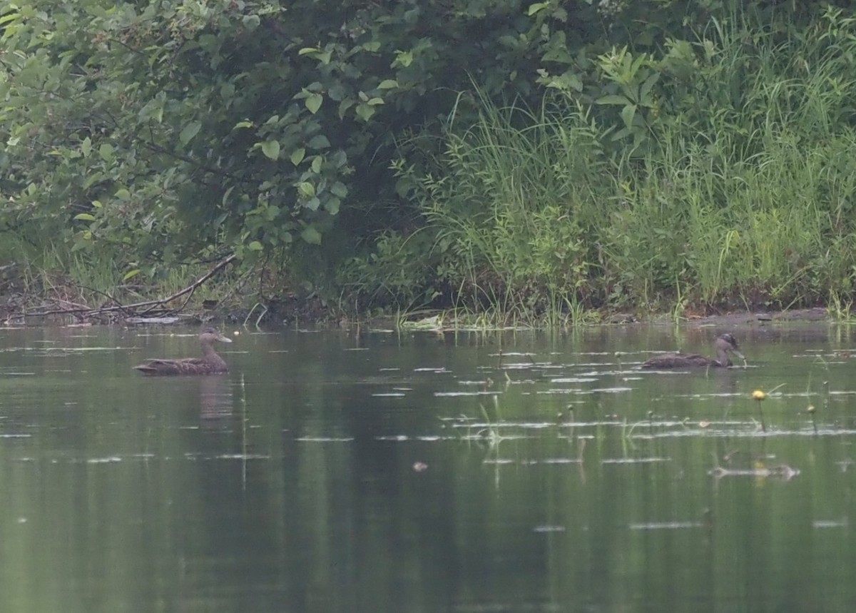 American Black Duck - Nathan Pieplow