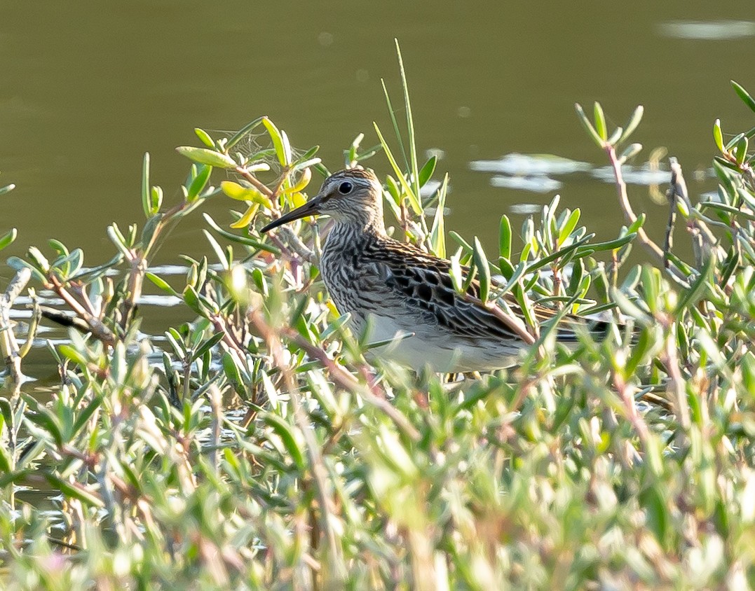 Pectoral Sandpiper - ML644436704