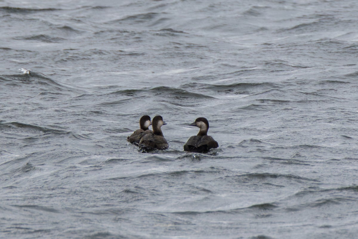 Black Scoter - ML644436710