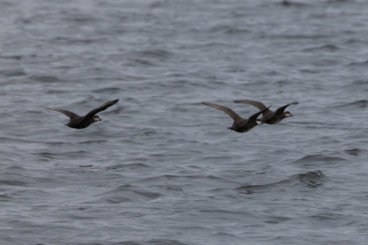 Black Scoter - ML644436711