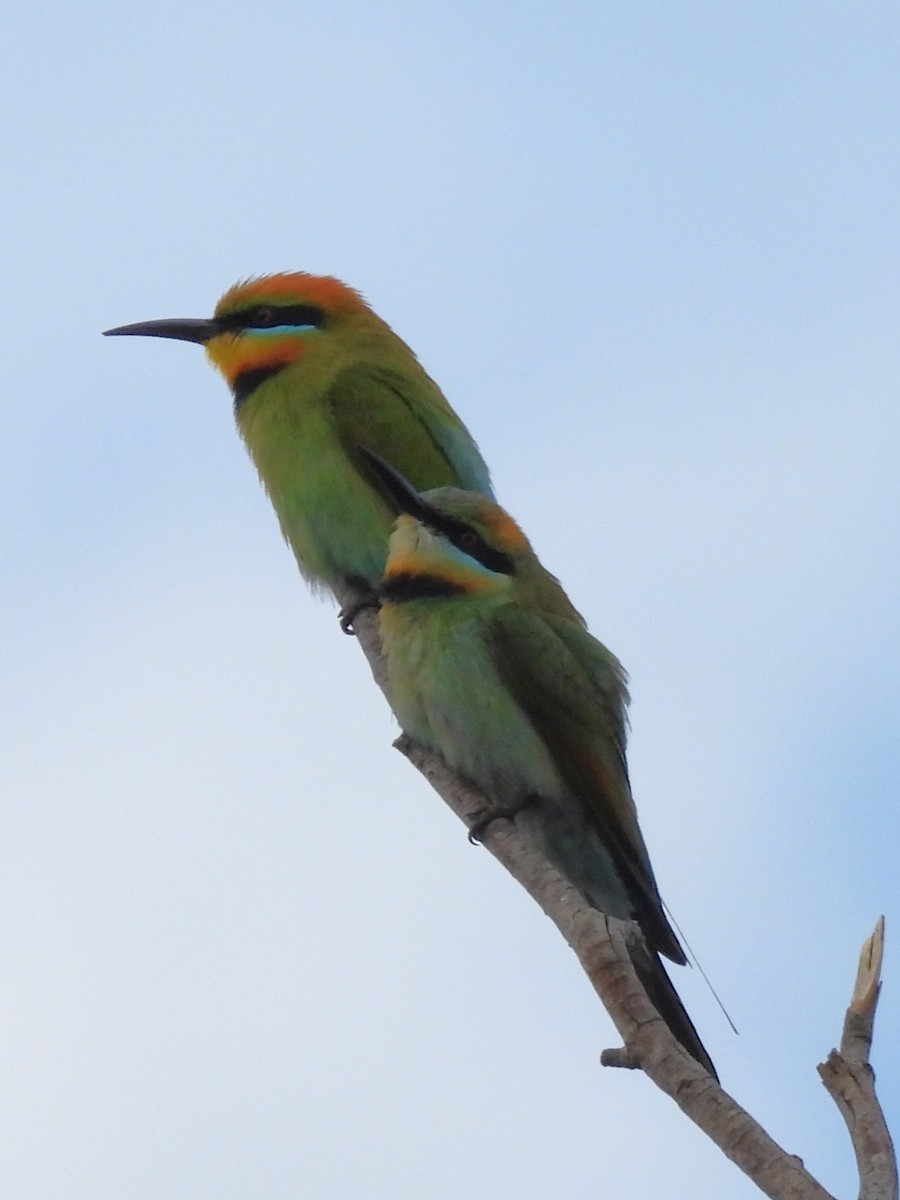 Радужная щурка - ML644436712