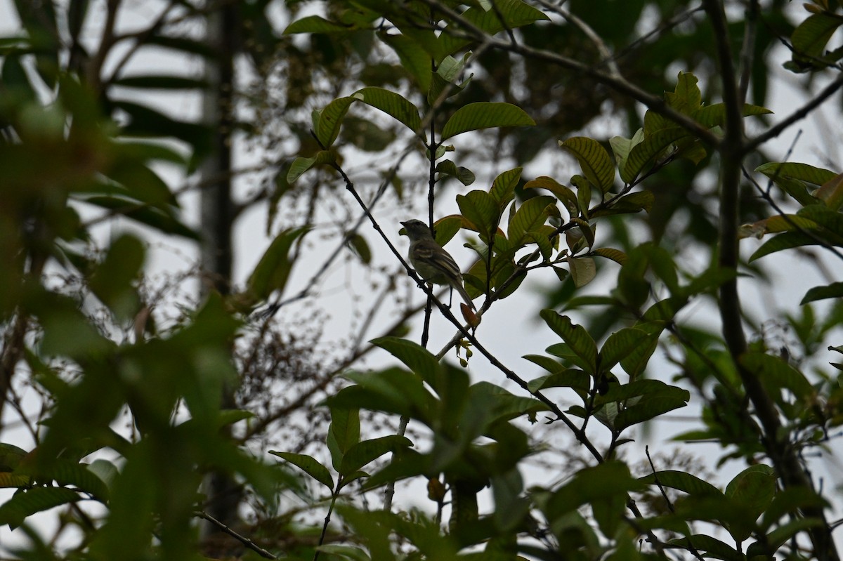 Mouse-colored Tyrannulet - ML644436713