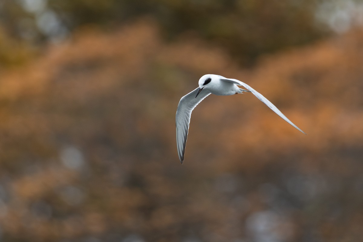 Forster's Tern - ML644436721