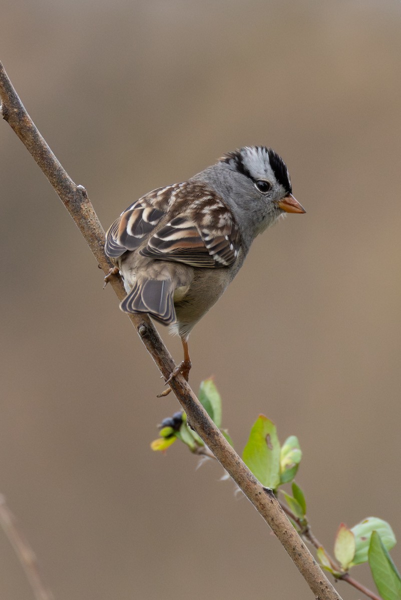 White-crowned Sparrow (Gambel's) - ML644436723