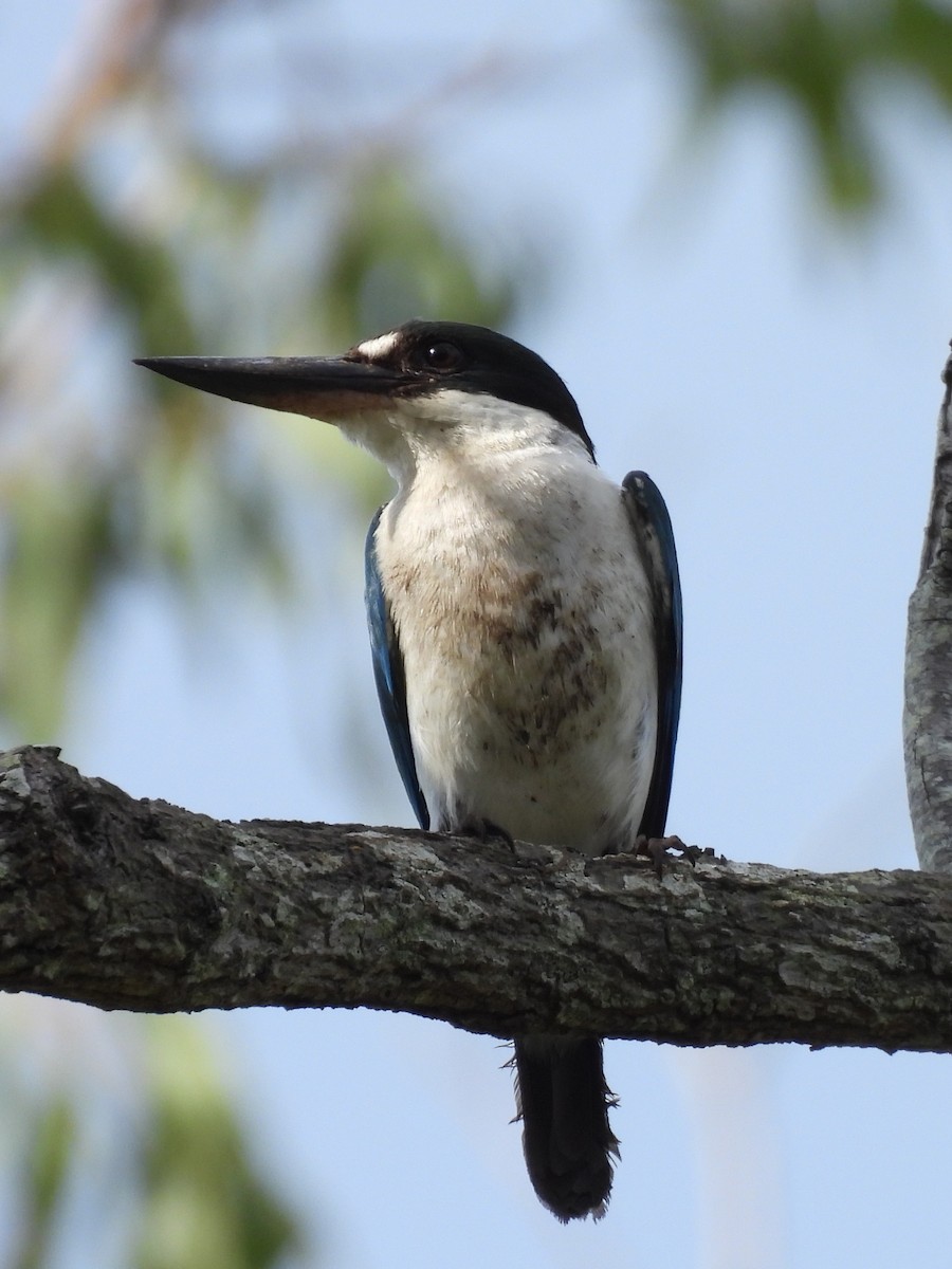 Torresian Kingfisher - ML644436726