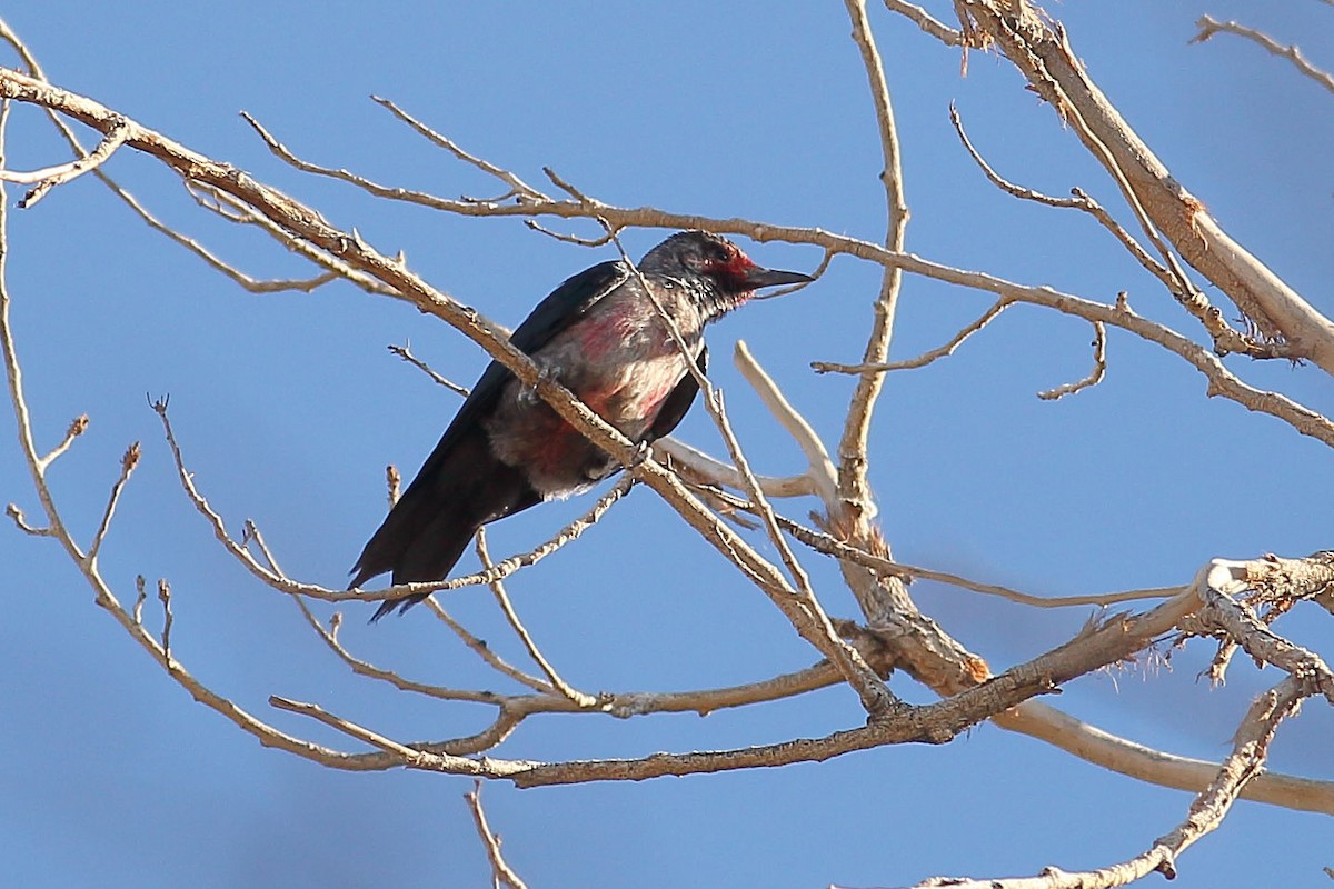 Blutgesichtspecht - ML644436741