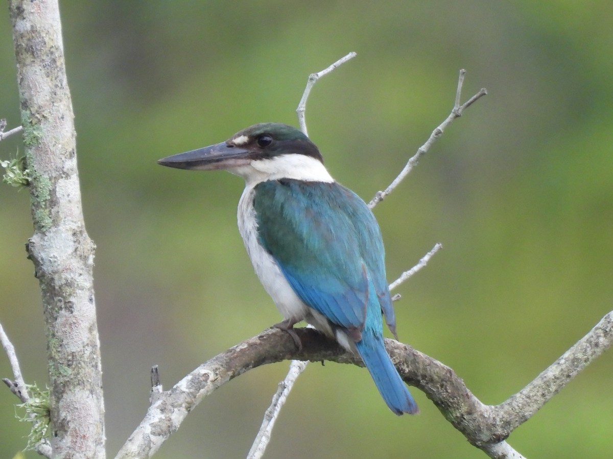Torresian Kingfisher - ML644436746