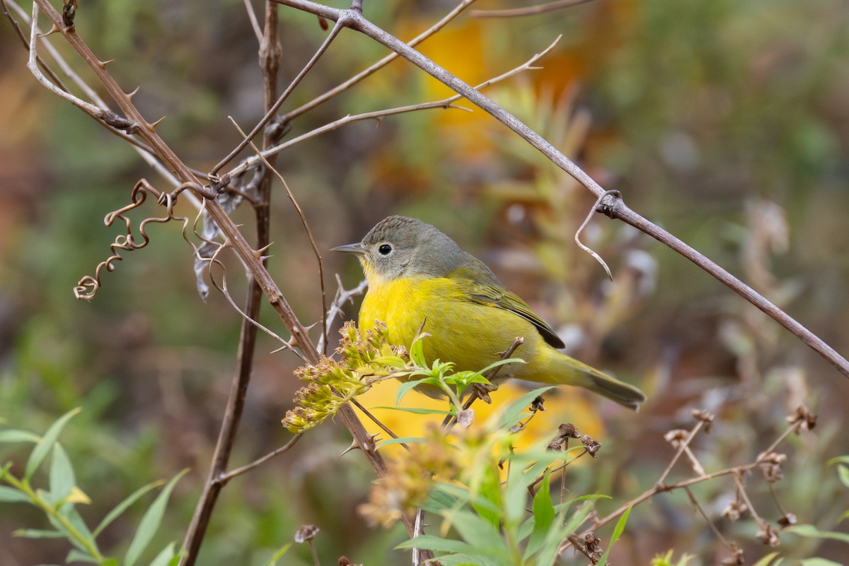 Nashville Warbler - ML644436761