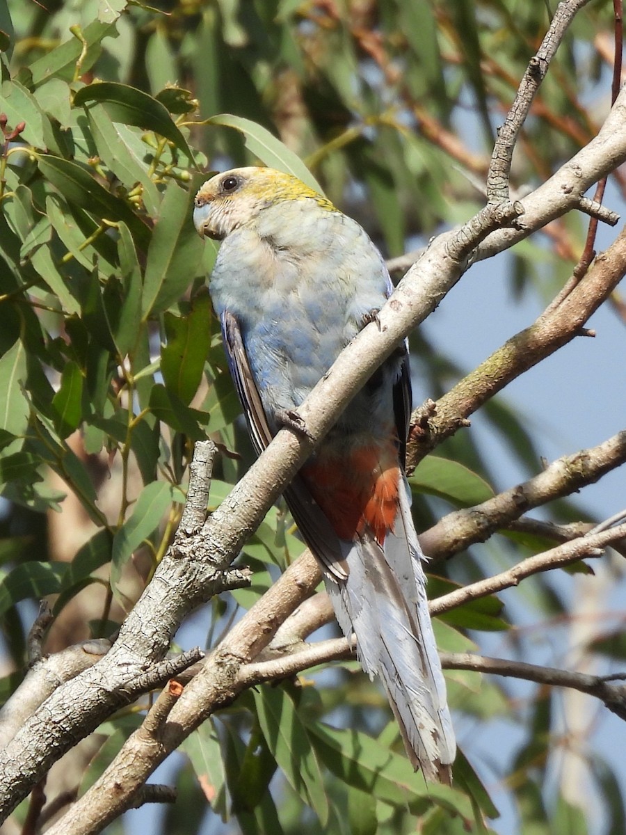 ホオアオサメクサインコ - ML644436764
