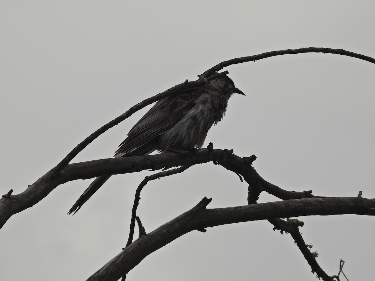 Red Wattlebird - ML644436773