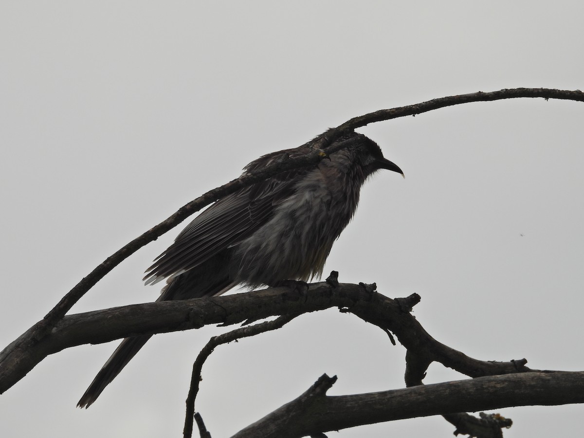 Red Wattlebird - ML644436784