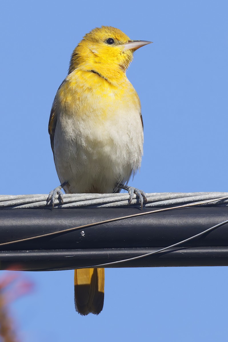 ビュラックムクドリモドキ - ML644436789