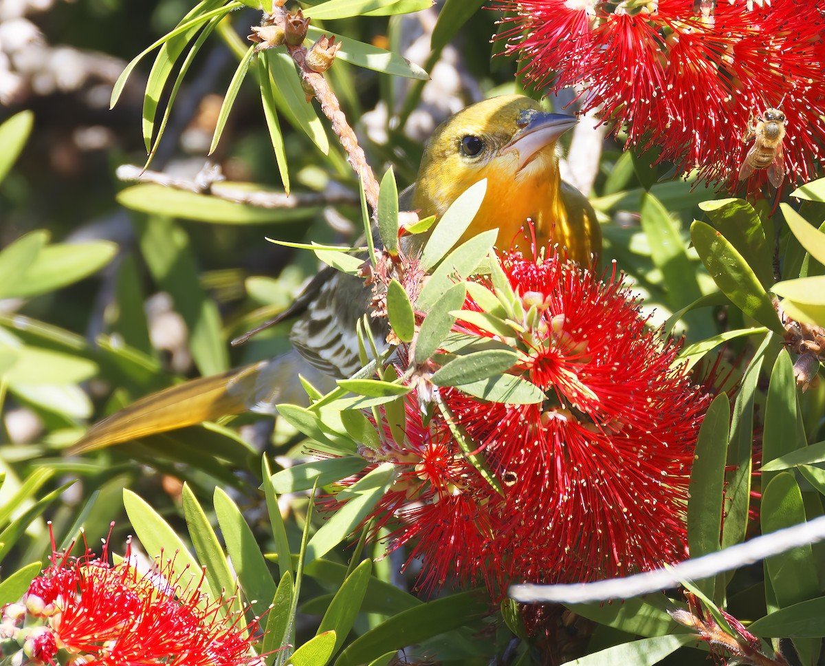 ビュラックムクドリモドキ - ML644436790