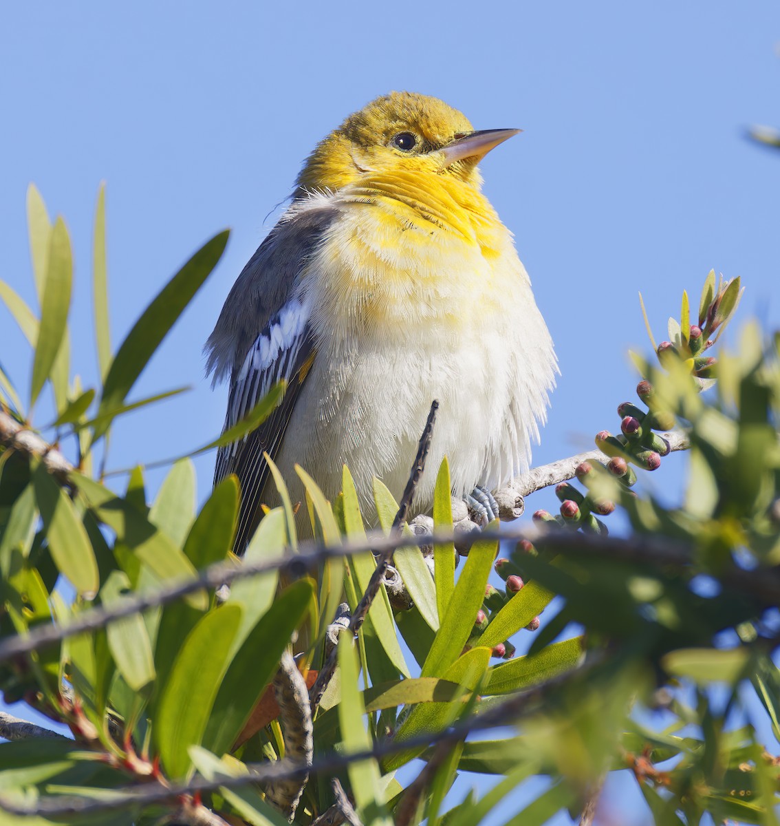 ビュラックムクドリモドキ - ML644436797