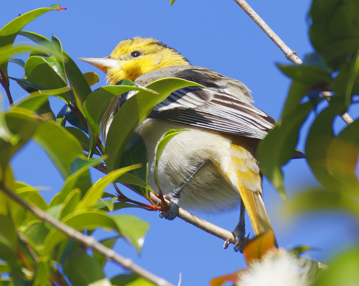 ビュラックムクドリモドキ - ML644436800