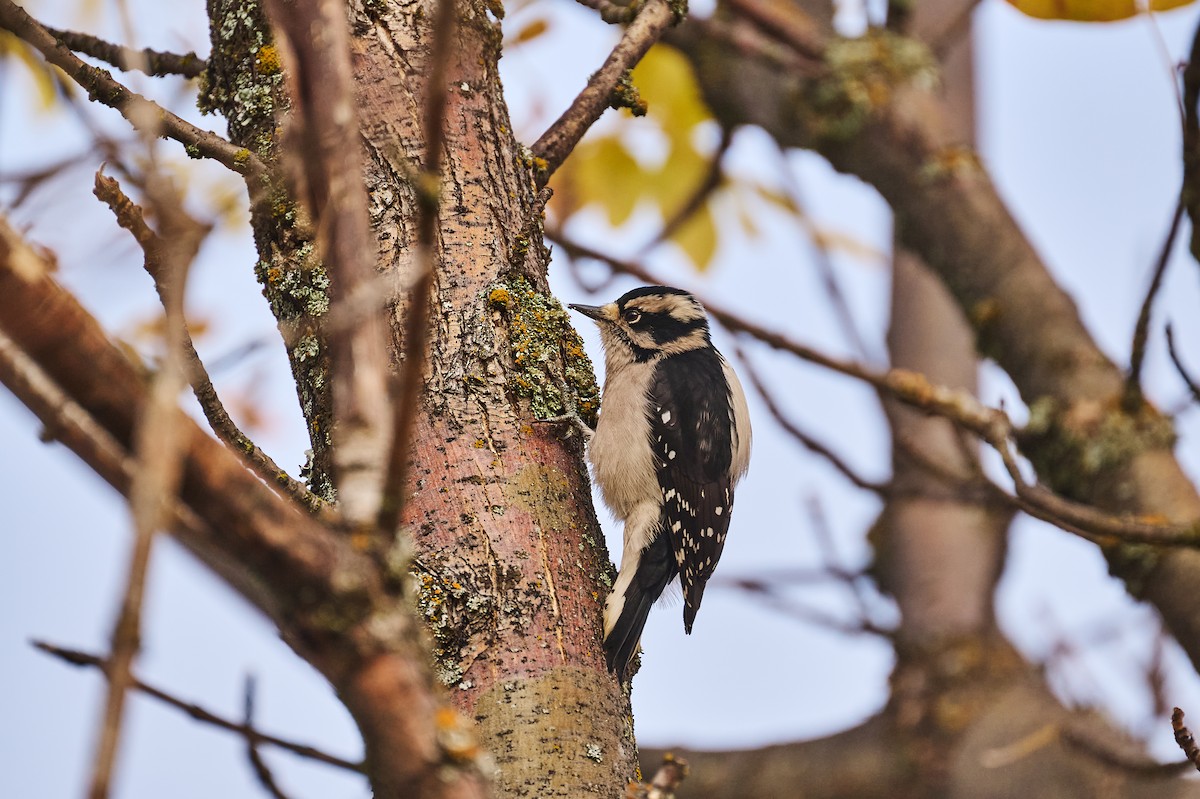 Downy Woodpecker - ML644436805