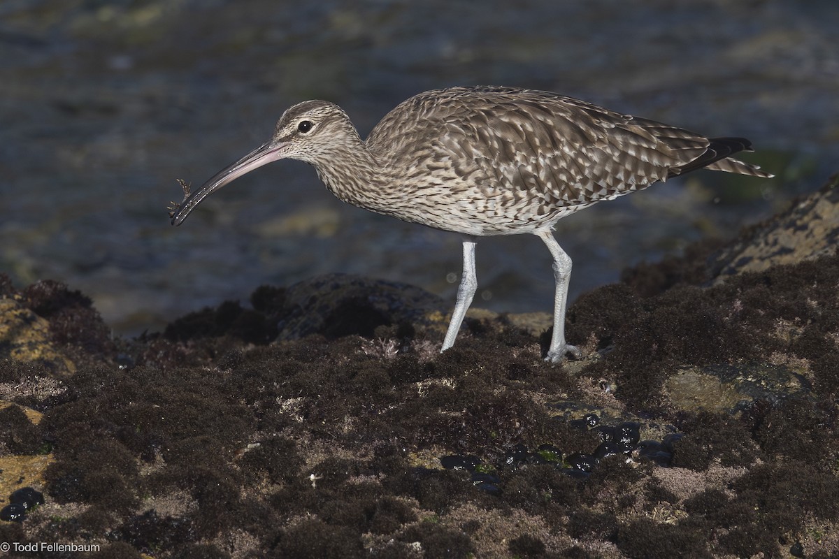 Eurasian Whimbrel - ML644436810