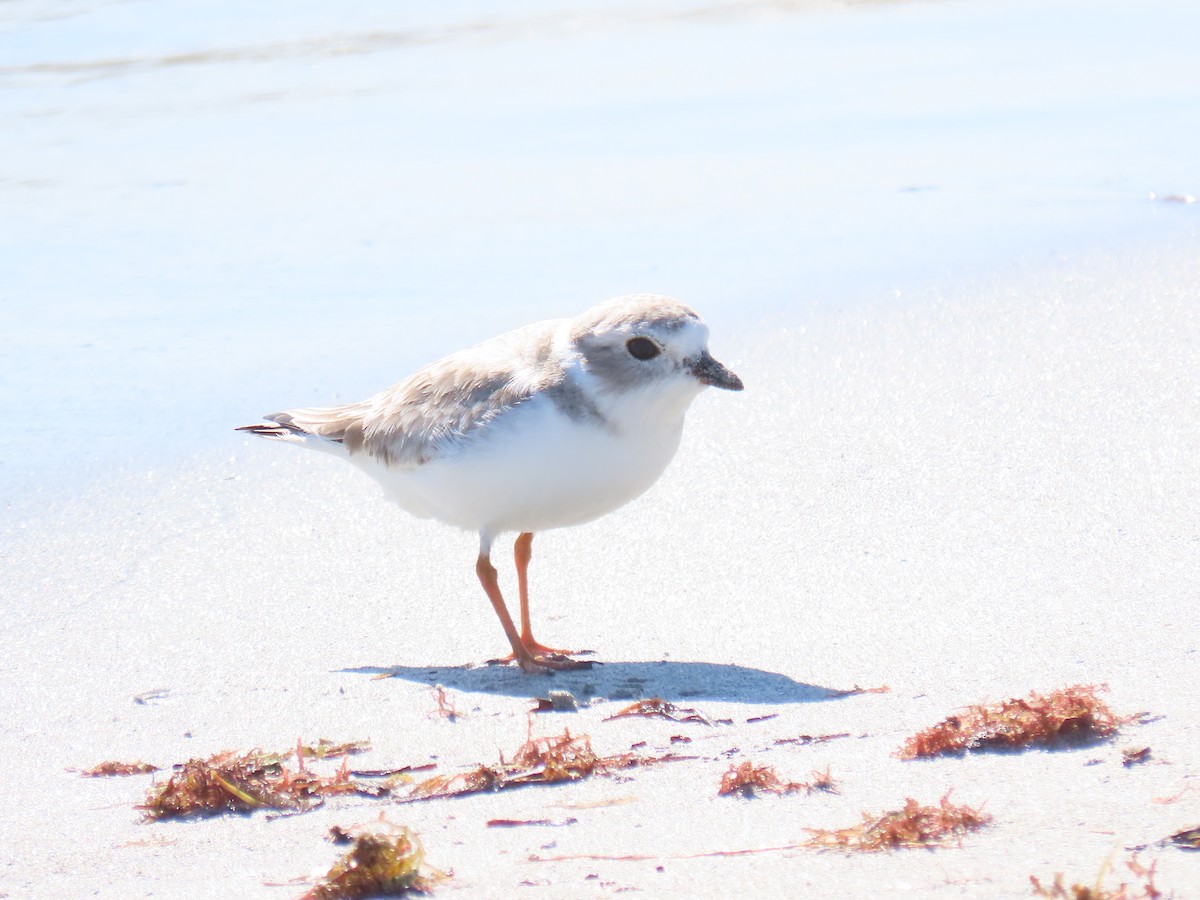 Islıkçı Cılıbıt - ML644436815