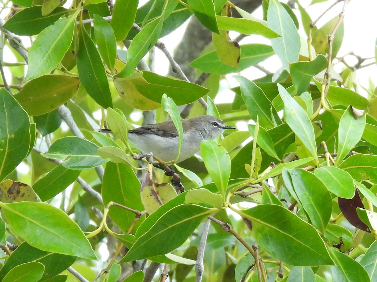 Mangrove Gerygone - ML644436818