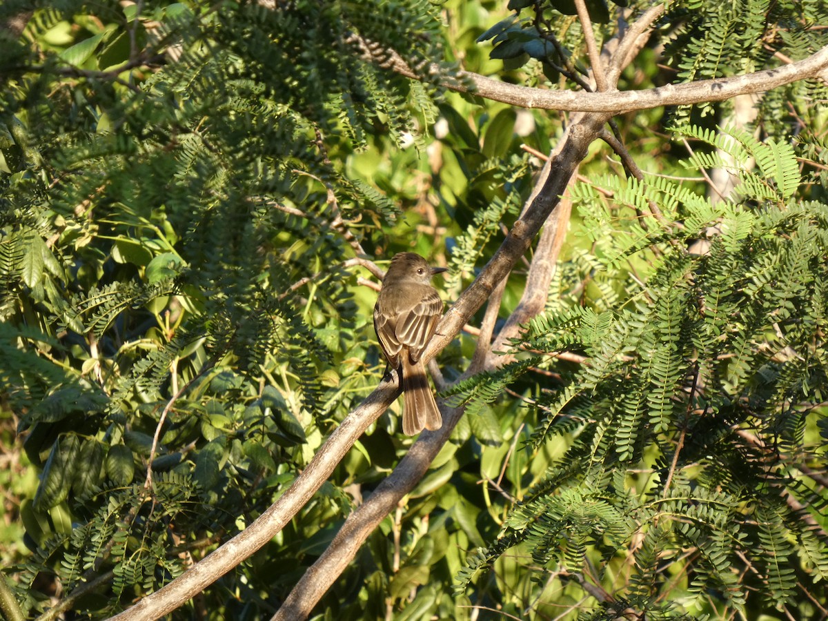 La Sagra's Flycatcher - ML644436823