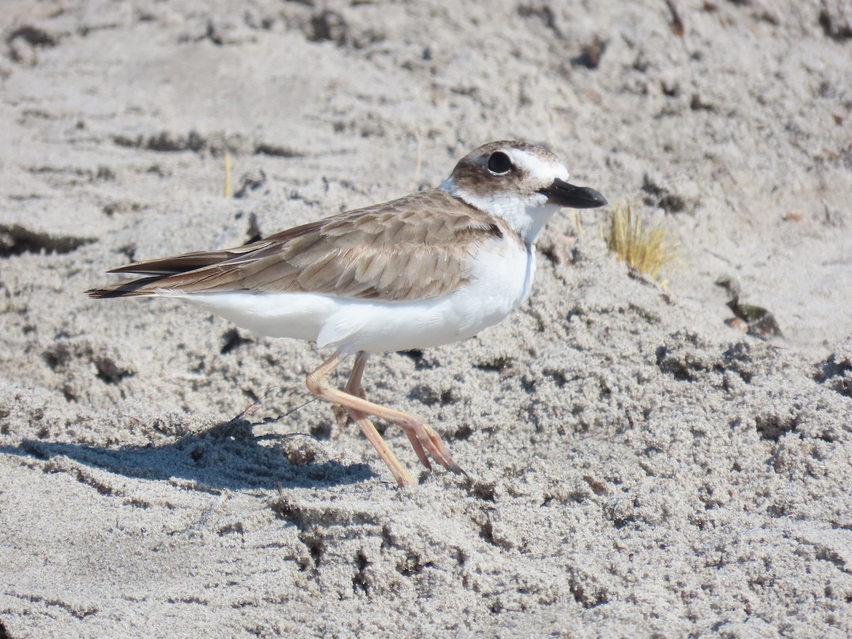 Wilson's Plover - ML644436824