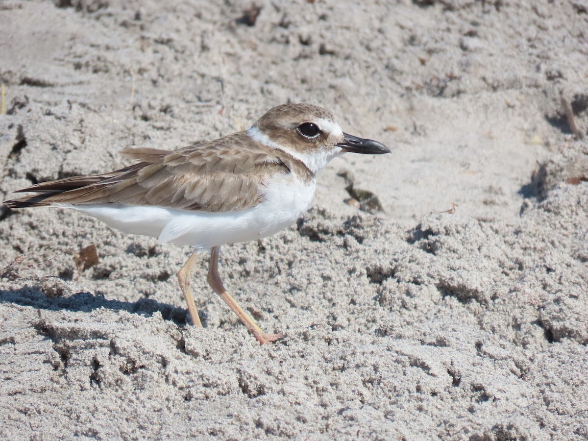 Wilson's Plover - ML644436828