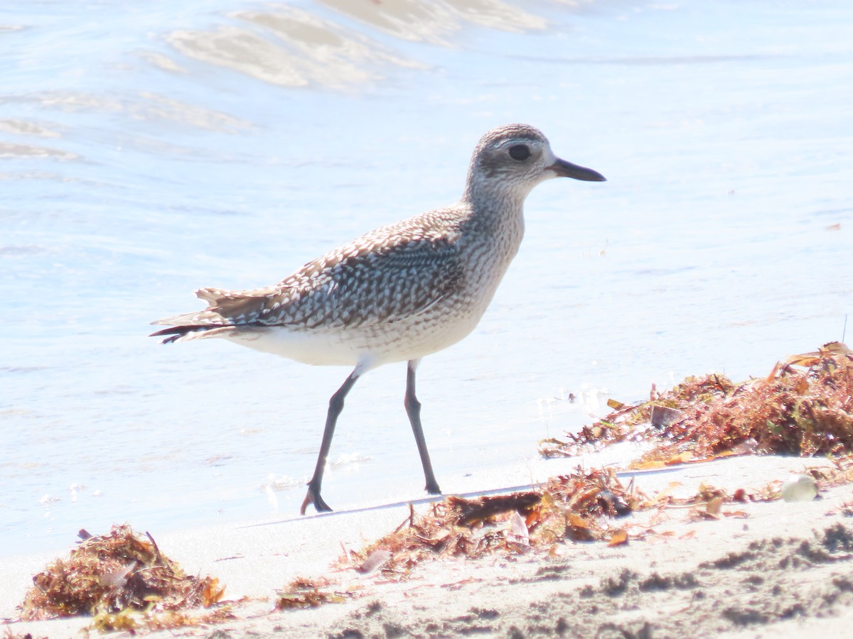 Pluvier argenté - ML644436849