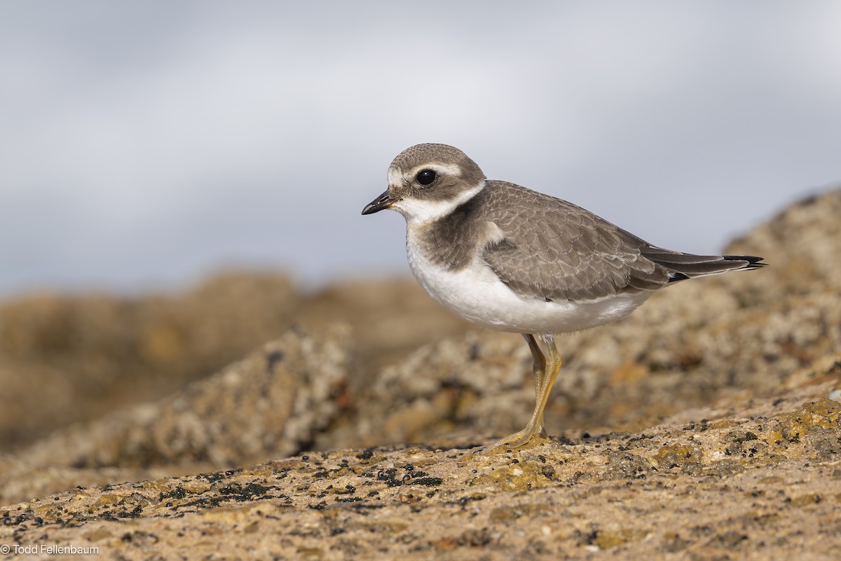 Common Ringed Plover - ML644436850