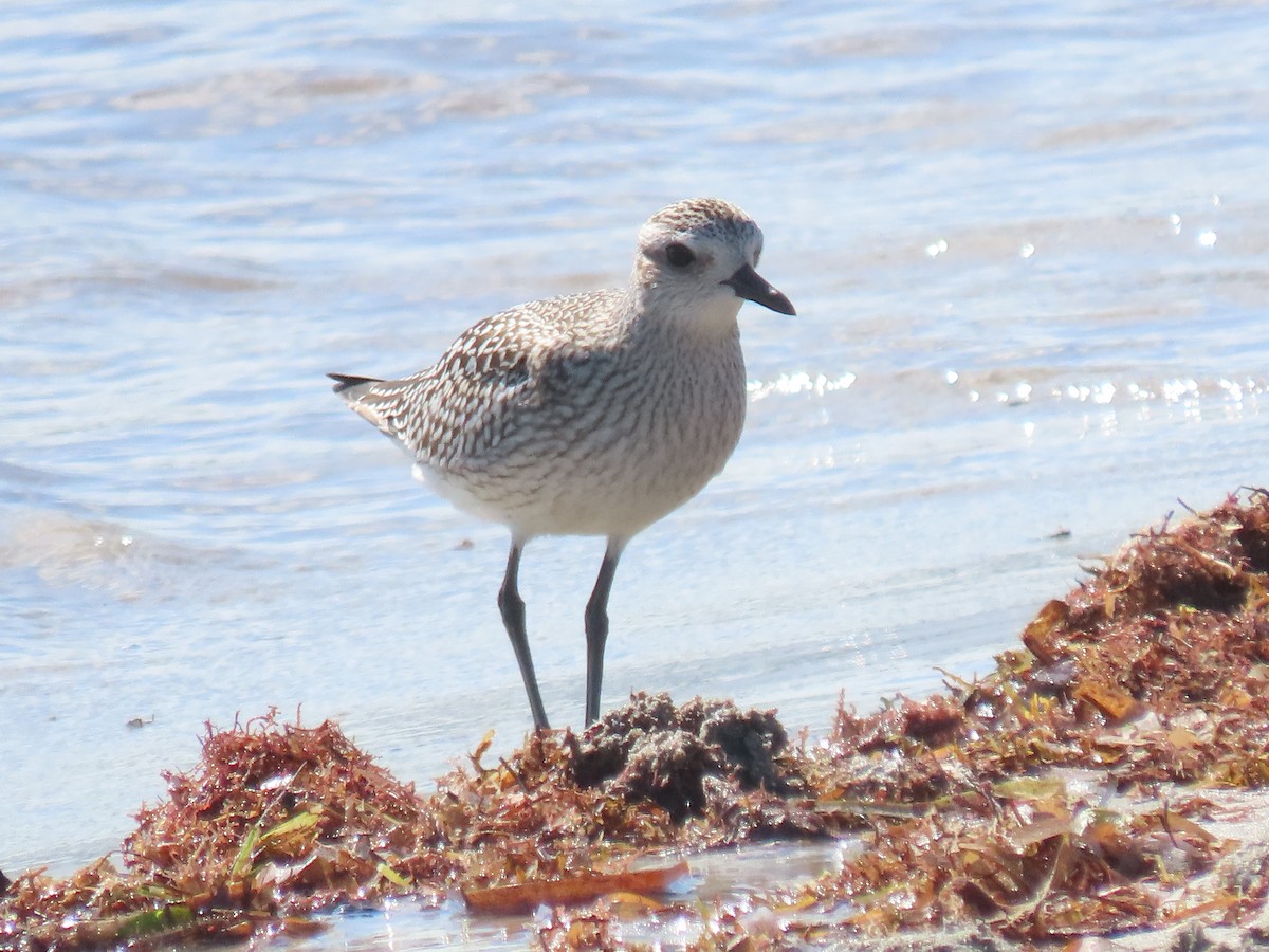 Pluvier argenté - ML644436853