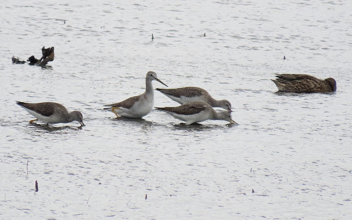 vodouš velký - ML644436857