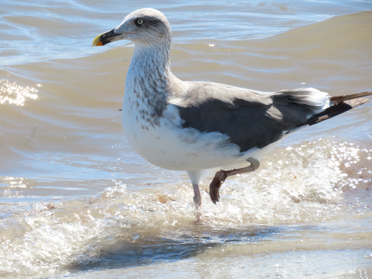 Lesser Black-backed Gull - ML644436860