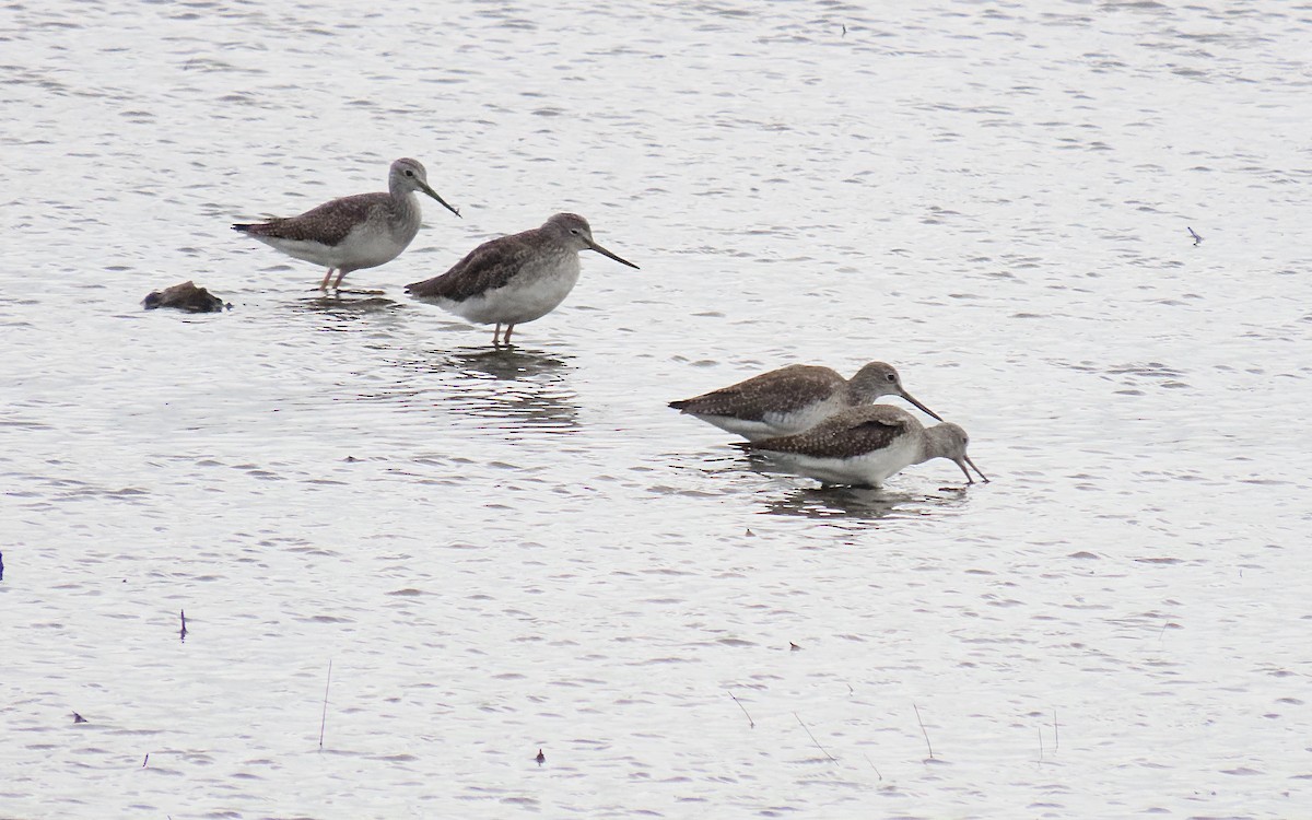 vodouš velký - ML644436861