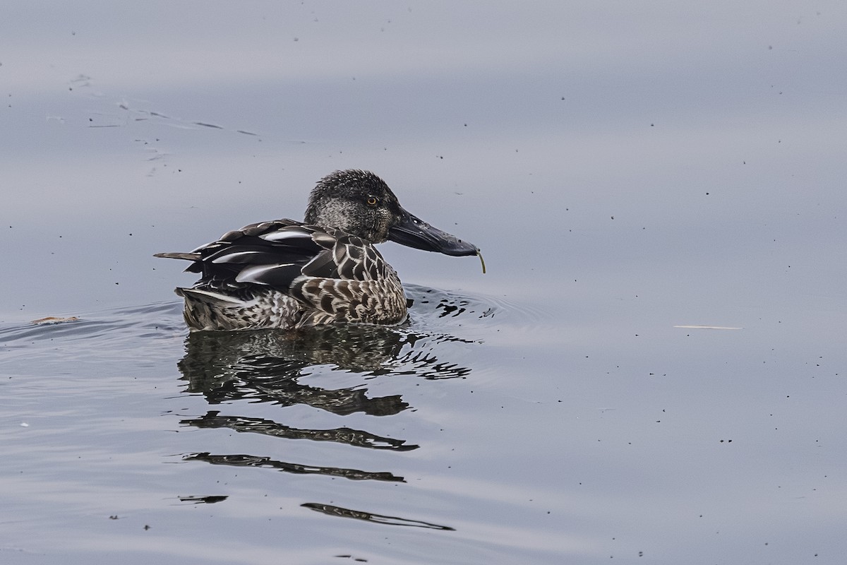 skjeand - ML644436862