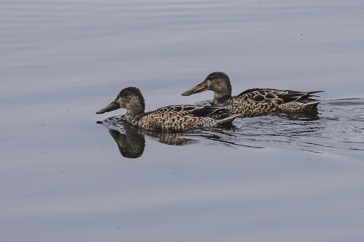 skjeand - ML644436863