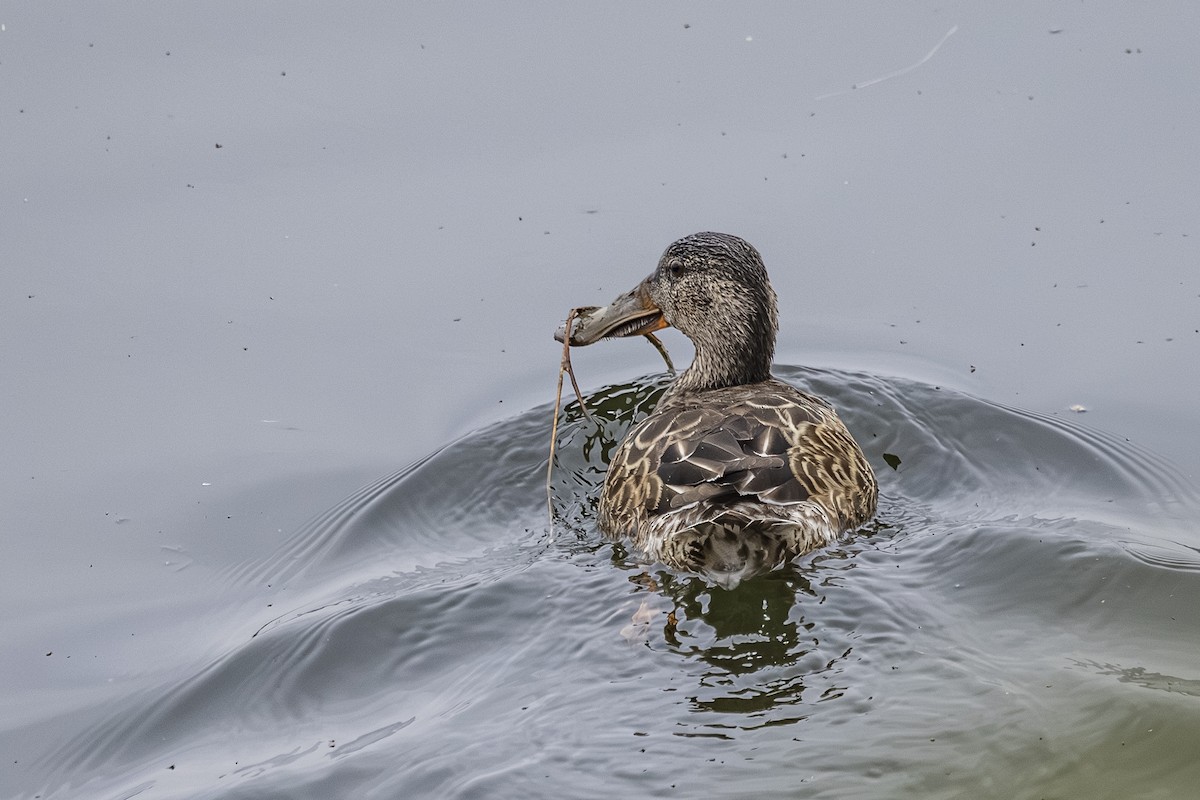 skjeand - ML644436864