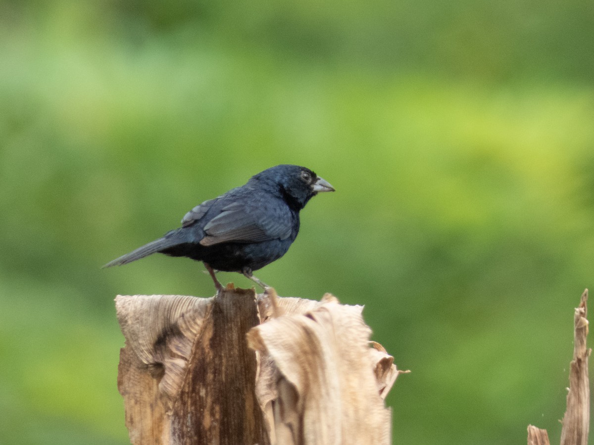 Blue-black Grassquit - ML644436866