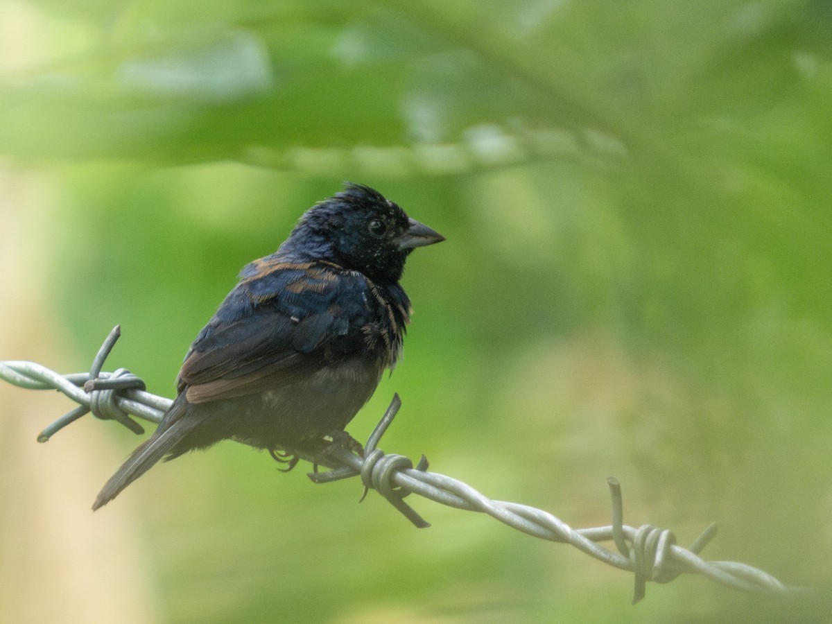 Blue-black Grassquit - ML644436867