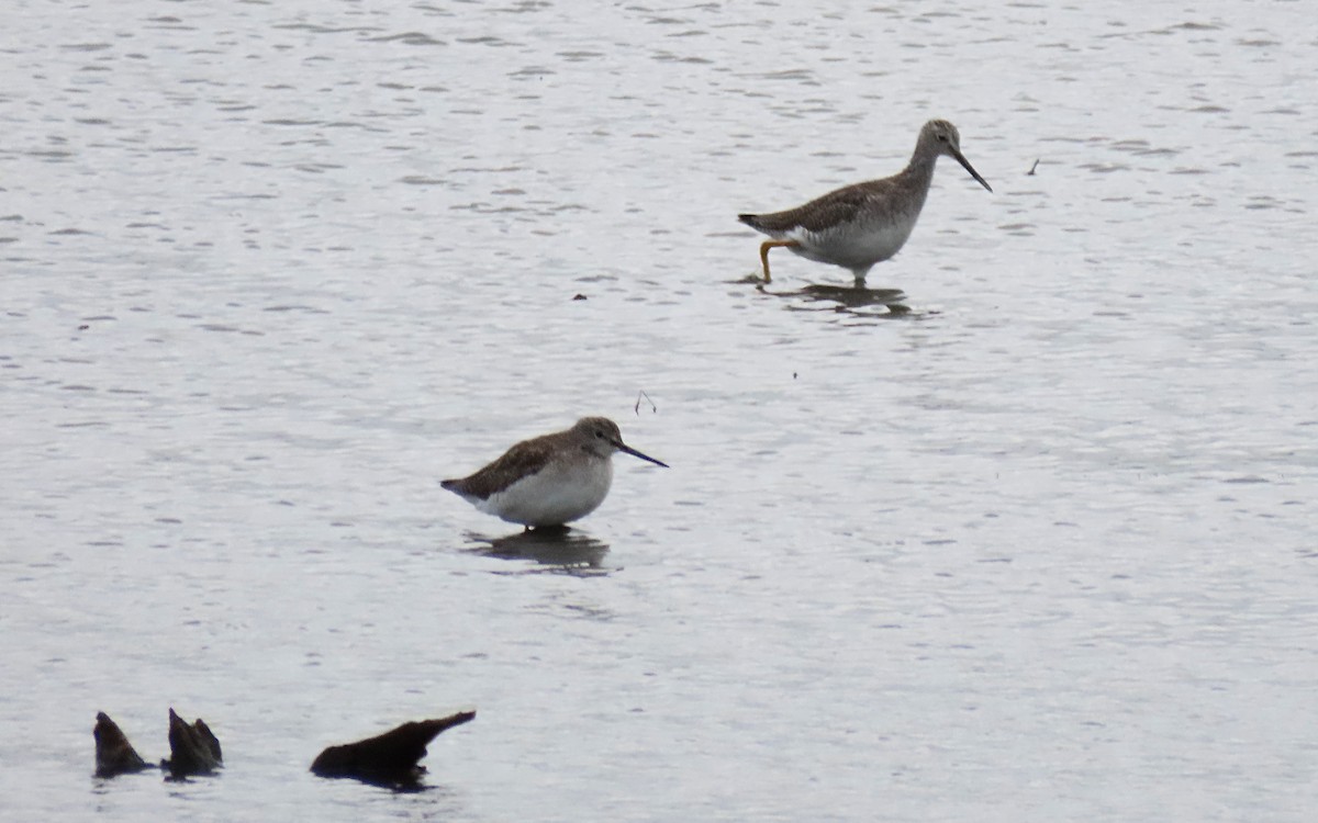 slukovec krátkozobý/dlouhozobý - ML644436868