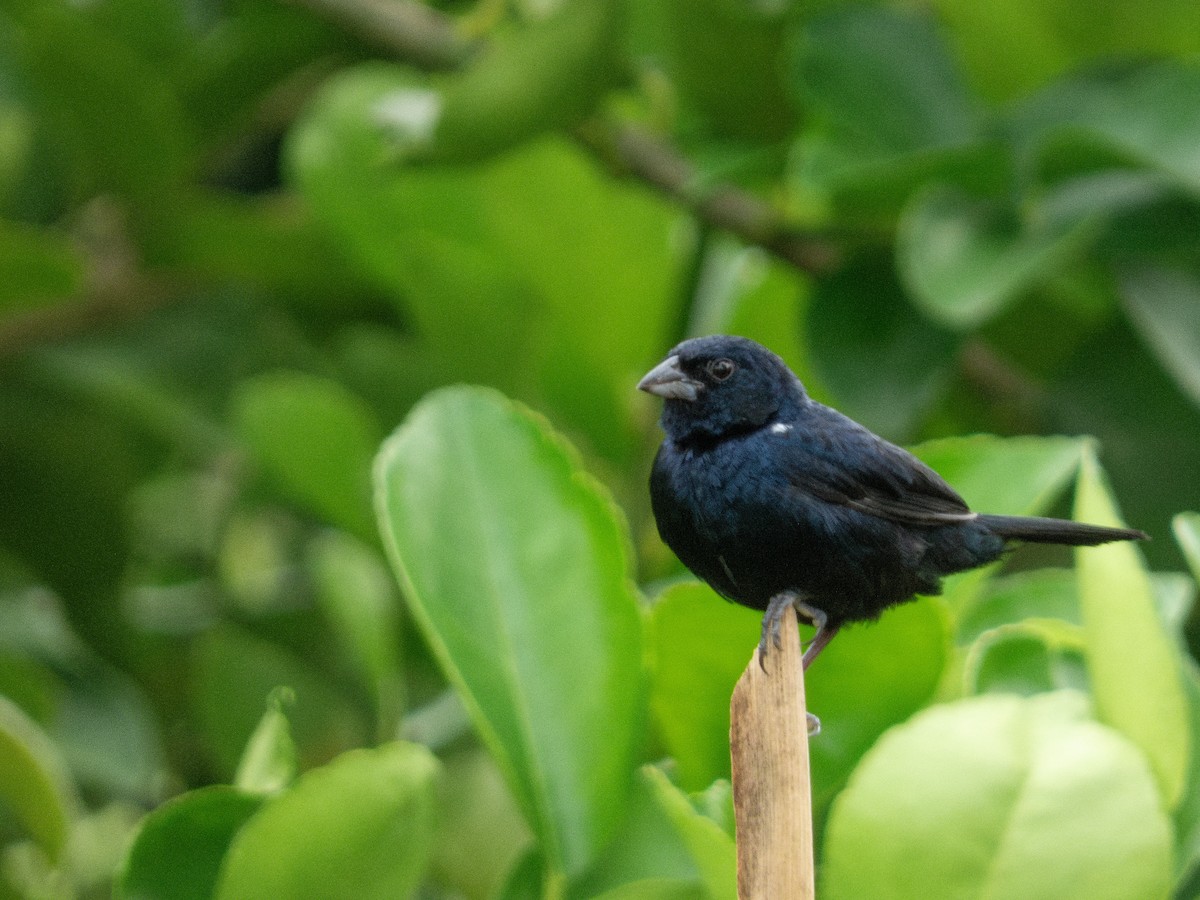 Blue-black Grassquit - ML644436869