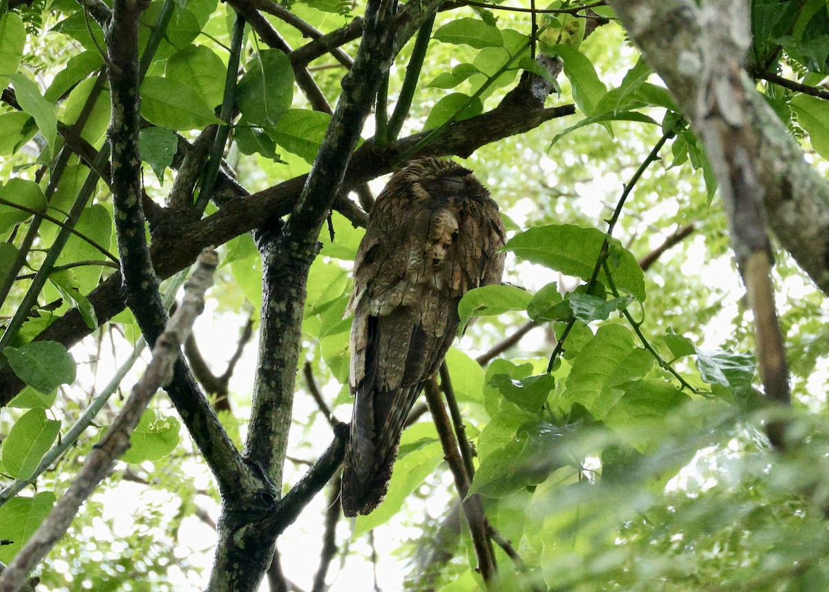 Ibijau gris - ML644436899